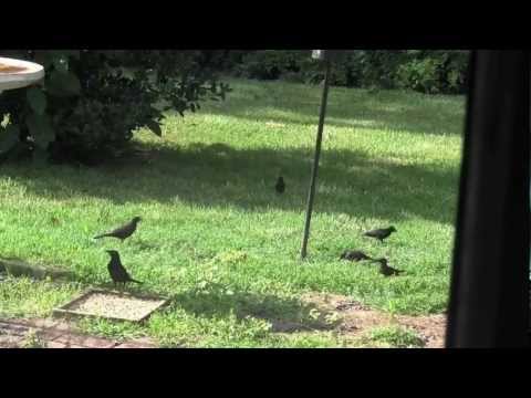 No Bully Feeder, No Grackles, No Starlings