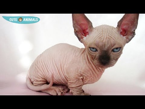 Cutest Cats and Kittens Compilation 2019 | Best Cute Cat Videos Ever