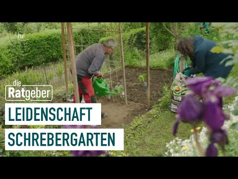 So gelingt der Gemüseanbau | Kleiner Schrebergarten – große Freiheit (1/5) | die Ratgeber