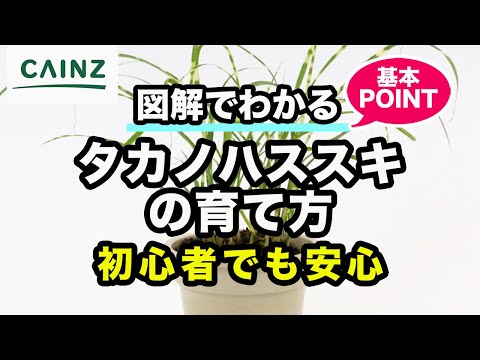 ススキの手入れ方法 剪定 水やり