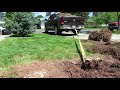 How to remove an arborvitae tree stump the easy way.