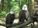 Bald American Eagles Yawn