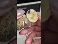 Antique Victorian Gold Filled Folding Locket Circa 1880