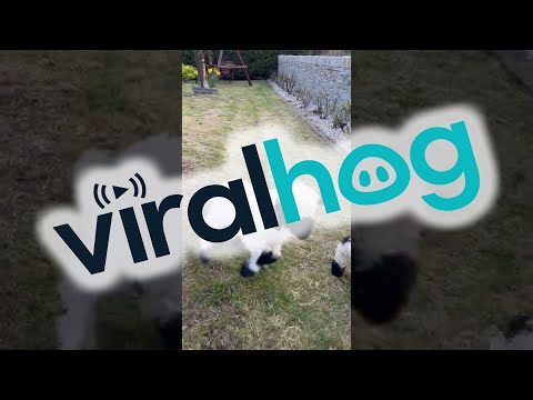 Baby Valais Blacknose Sheep Bouncing into Springtime || ViralHog