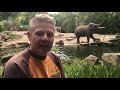Olifant Timber verhuist van Blijdorp naar Wildlands Emmen