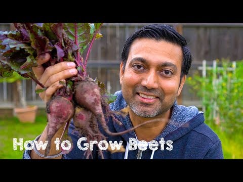 , title : 'How to Grow Beets from Seed to Harvest'
