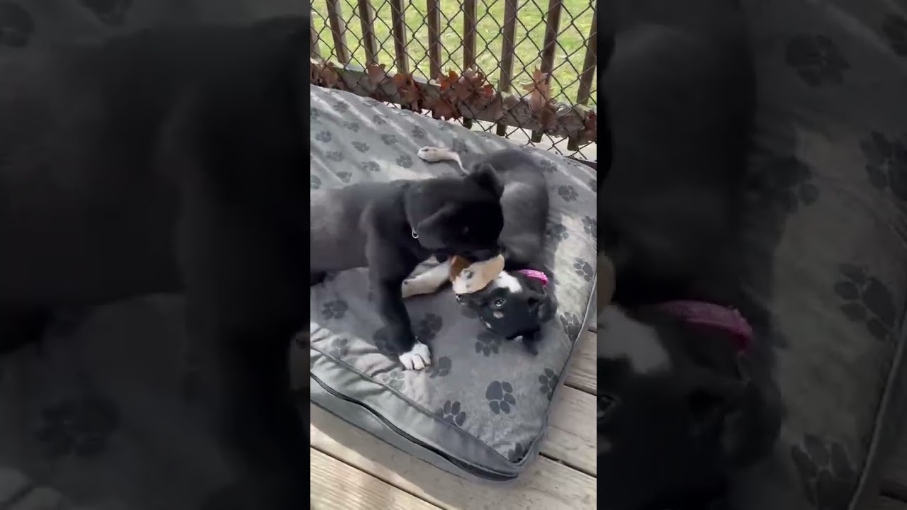 Enlarge Cali, an adopted mixed breed in Shippenville, PA video 6/6