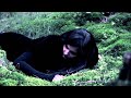 THERION - Sitra Ahra (OFFICIAL MUSIC VIDEO ...