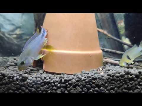 Apistogramma Panduro pair just hanging out