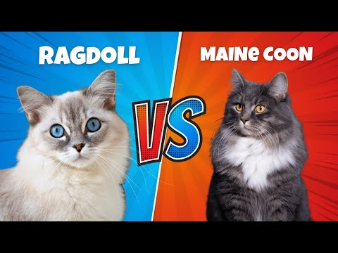 Maine Coon vs. Ragdoll (Which Is BETTER?)