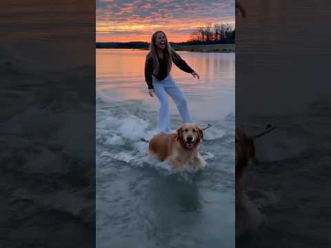 Splendid surf 🚀 #surf #dogshorts #dog #ishowspeedwannabe #viralvideo #funny #speedyp