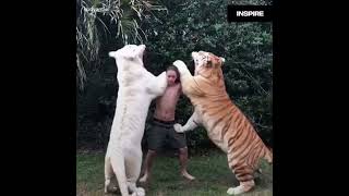 Download lagu Real-life Tarzan animal trainer Kody Antle with big cats. zookeeping and animal training. mp3 Download lagu Real-life Tarzan animal trainer Kody Antle with big cats. zookeeping and animal training. mp3