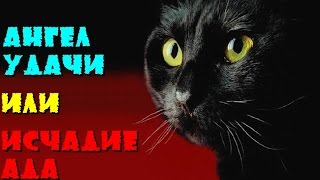 Что несут черные коты в дом