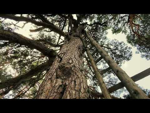 Sendero de los Abuelos del Bosque (Laguna Negra y Circos Glaciares de Urbión – Soria)