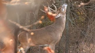 The Truth On Hunting Scrapes and Rubs | Muddy Whitetail Watch (EP 8)