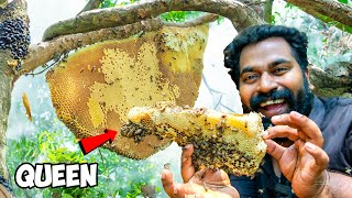 Dangerous Bee Hive Exploration Adventure | തേനീച്ച മടയിൽ വിരുന്നിന് പോയപ്പോൾ | M4 Tech |