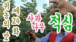 사과나무 적심하는 방법(결과지를 만들기위한 적심)