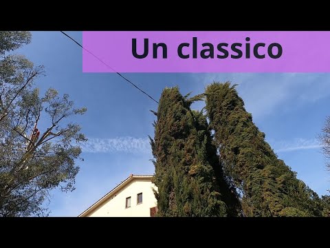 Piantare cipressi: errori da evitare per una crescita rigogliosa