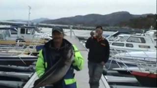 preview picture of video 'hitra zeevissen noorwegen hemnskjel deel 3_4.mpeg ( High Quality )'