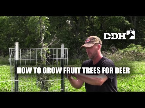 Expert Tips: How to Grow Fruit Trees for Deer | Steve Bartylla @deerhuntingmag