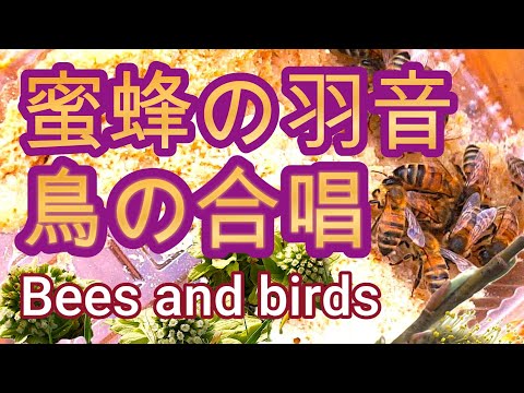 経済学科 晴蜂雨読 ㊽／ミツバチの羽音と野鳥のさえずりが織りなす不思議なアンサンブル (2025年4月、その2)／山崎亮一／日英字幕付き／An ensemble of bees and wild birds