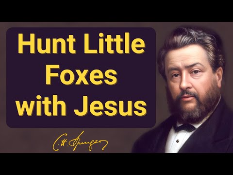 Cacemos zorritas con Jesús | Charles Spurgeon | Devocional | Mañana y tarde