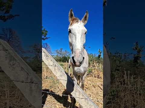Visitando San Francisco Menendez y asi nos saludaron