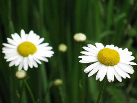 miro - by your side(miro's rolled mix)