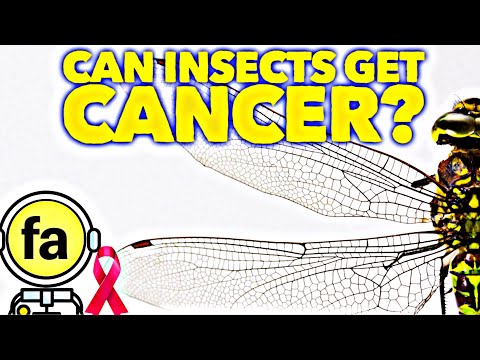 Can Insects Get Cancer? | factsma
