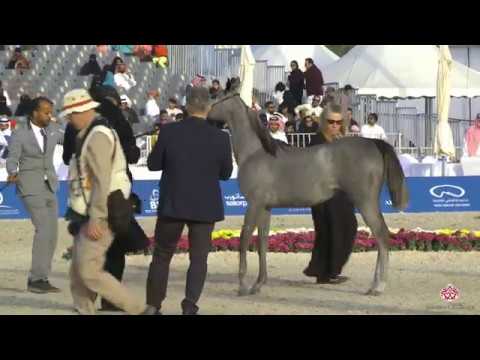 N 59 SHIHANAH ALTHAWAB   Asharqia Arabian Horse Classic 2020   Yearling Fillies Class 1D