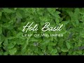Holi Basil Leaf Of Wellness