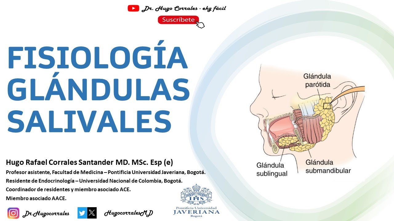 Fisiología glándulas salivales.