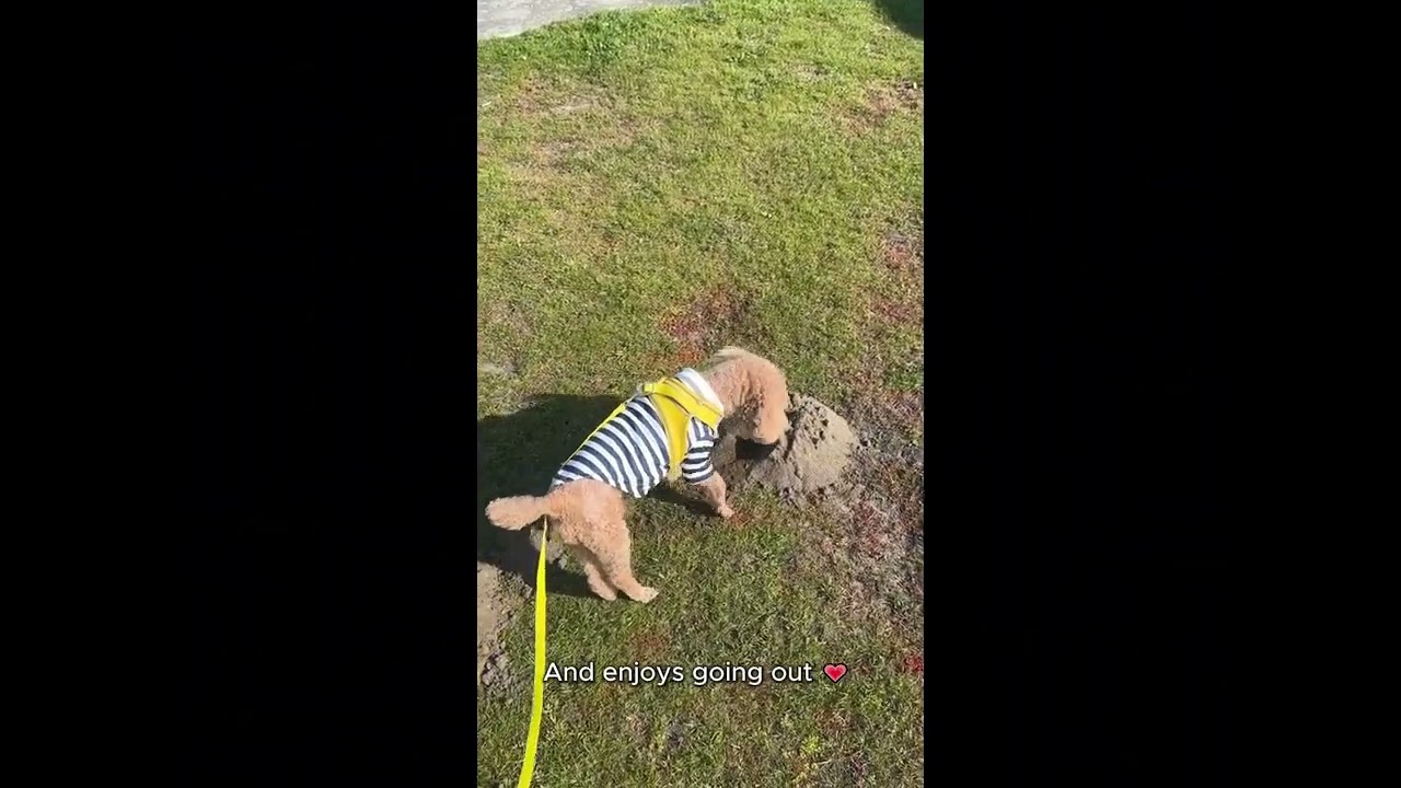 Enlarge Biscuit, an adoptable Poodle (Toy) in Richmond, BC video 6/6