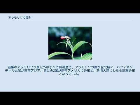 アツモリソウについて詳しく解説