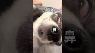 犬、なんか付いてる。  #犬との暮らし #chihuahua #dog