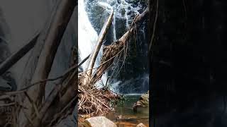 Download lagu BORNEO JUNGLE mp3 Download lagu BORNEO JUNGLE mp3