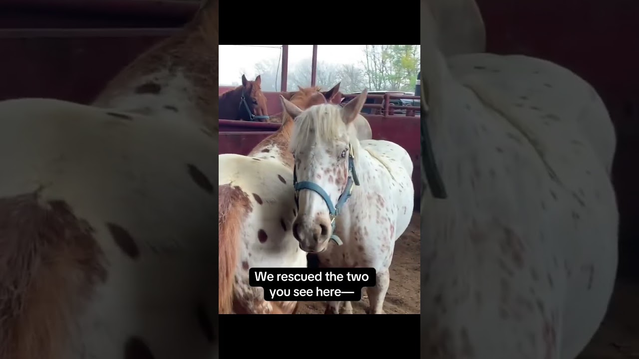 Kindness my dear friends please do not scroll we need you help please 🙏