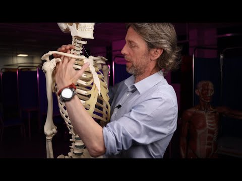 Axilla anatomy and thoracic outlet syndrome