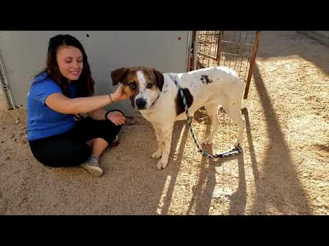 AVERY, an adopted Australian Cattle Dog / Blue Heeler Mix in Phoenix, AZ_image-1