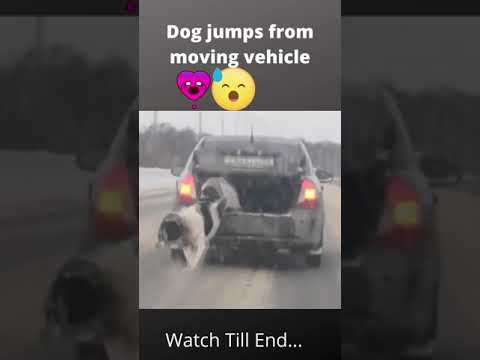 Dog jump from car😱😱 | dashcam | #shorts #russiancarcrash  #russiancrashes #dogjumpsdownfrommovingcar