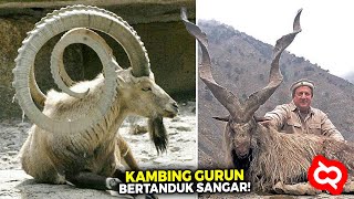 Download lagu Kena Seruduk Nyawa Taruhannya! Inilah Binatang Bertanduk Unik dan Besar di Kerajaan Hewan mp3 Download lagu Kena Seruduk Nyawa Taruhannya! Inilah Binatang Bertanduk Unik dan Besar di Kerajaan Hewan mp3