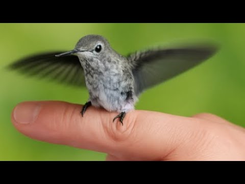 Hummingbird Rehabber Reveals: The Secrets to Attracting Hummingbirds