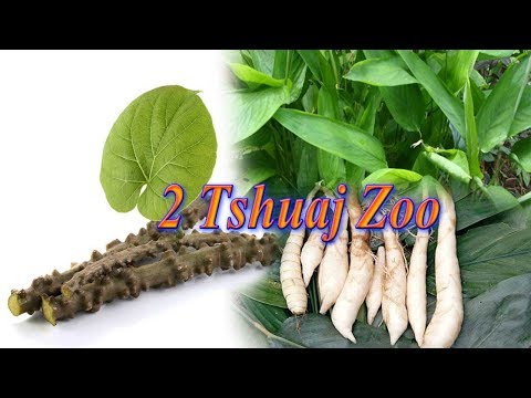 qhia txog hmab iab & qos nplooj ntse zoo tshuaj mob ntau yam tshaj