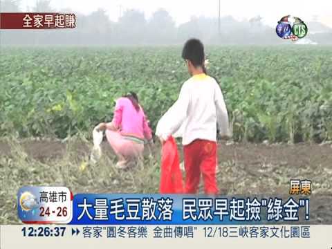 快去撿"綠金"! 毛豆田開放搶收
