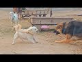 Dog fight