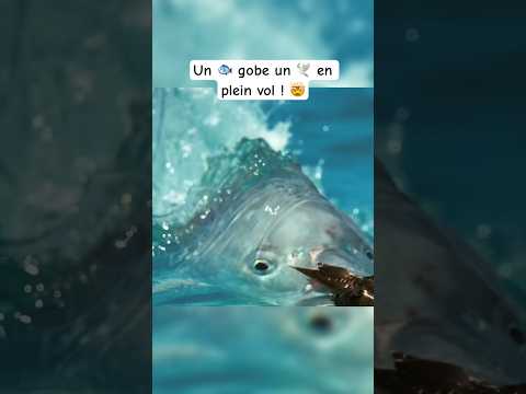 Un poisson gobe un oiseau en plein vol ! 🐟🕊️🤯
