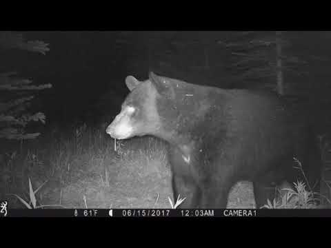 Ifernach - Ces choses mortes...