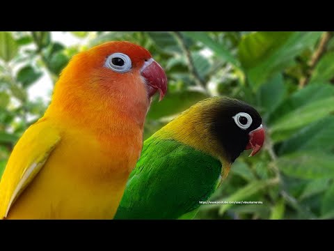 Lovebird Chirping and Singing Sounds - Green Personata & Lutino