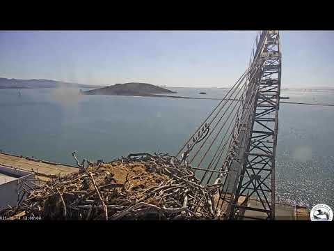 Oct 14; 1205 PM; an Francisco Osprey Cam with Rosie and Richmond"
