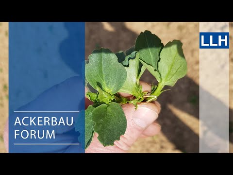 Ackerbauforum - Erfolgreicher Leguminosenanbau